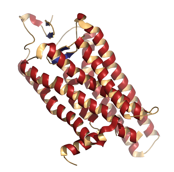 chemická struktura Rodopsinu
